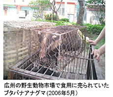 広州の野生動物市場で食用に売られていたブタバナアナグマ（2006年5月）
