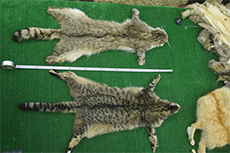 トラキア地方に生息するネコの標本。上がヤマネコ、下はノネコとのハイブリッド