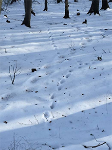 降雪時における野生動物の足跡