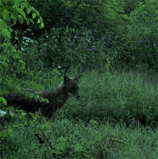 ブルガリアに生息するキンイロジャッカル(Canis aureus)